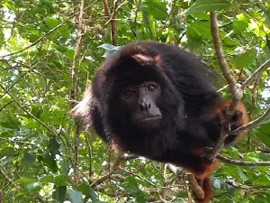 Rio Jambu-açu