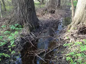 Shapova River