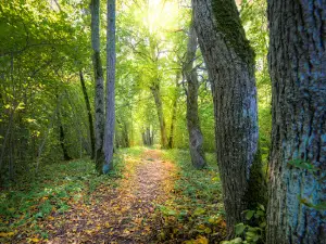 Salevere Salumäe matkarada
