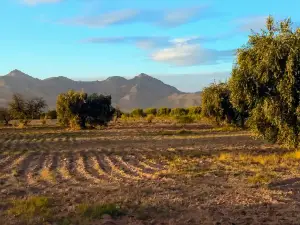 Sidi khlif