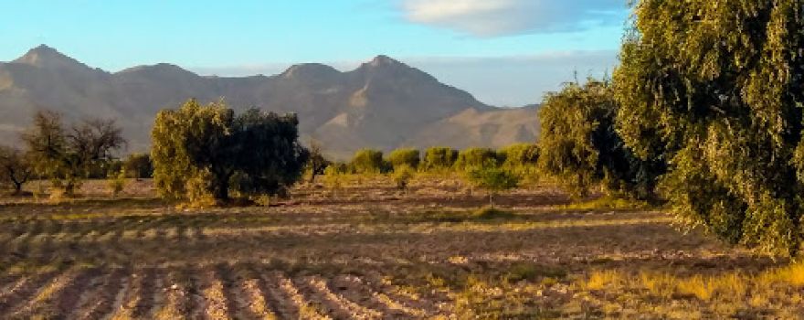 Sidi khlif