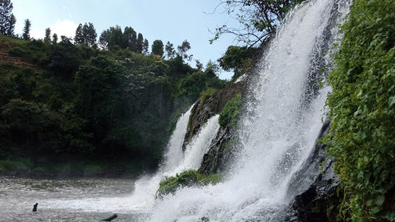 Kutus