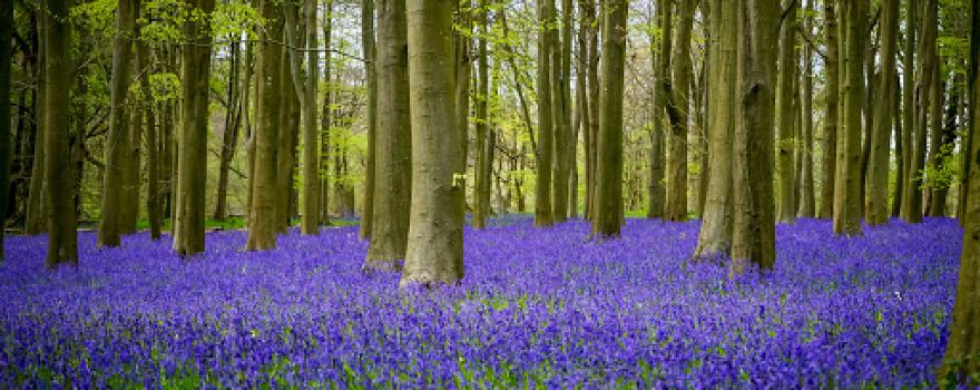 National Trust - Badbury