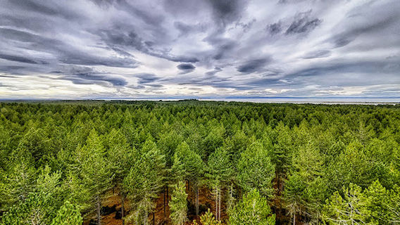 Hill 99 Viewpoint Tower