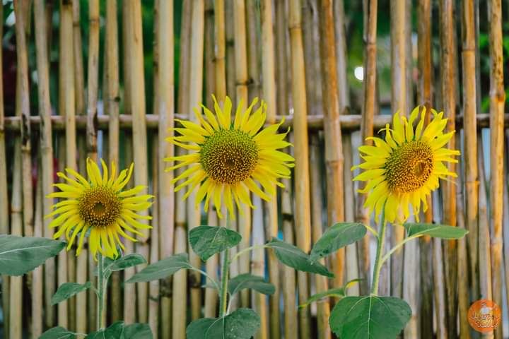 สวนพร้าวคาเฟ่ สตูล Coconut gardens restaurant