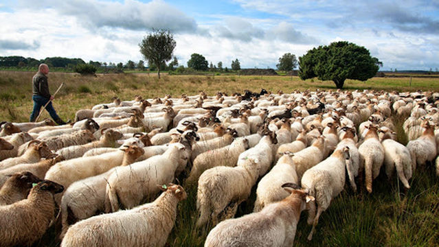 Dwingelderveld National Park
