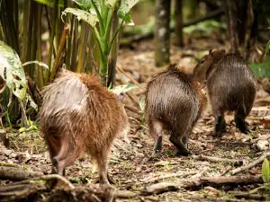 Yanacocha Wildlife park