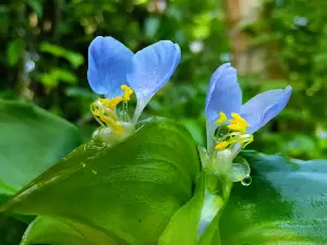 Kyauk Taw Yaung Conservation Orientated Garden