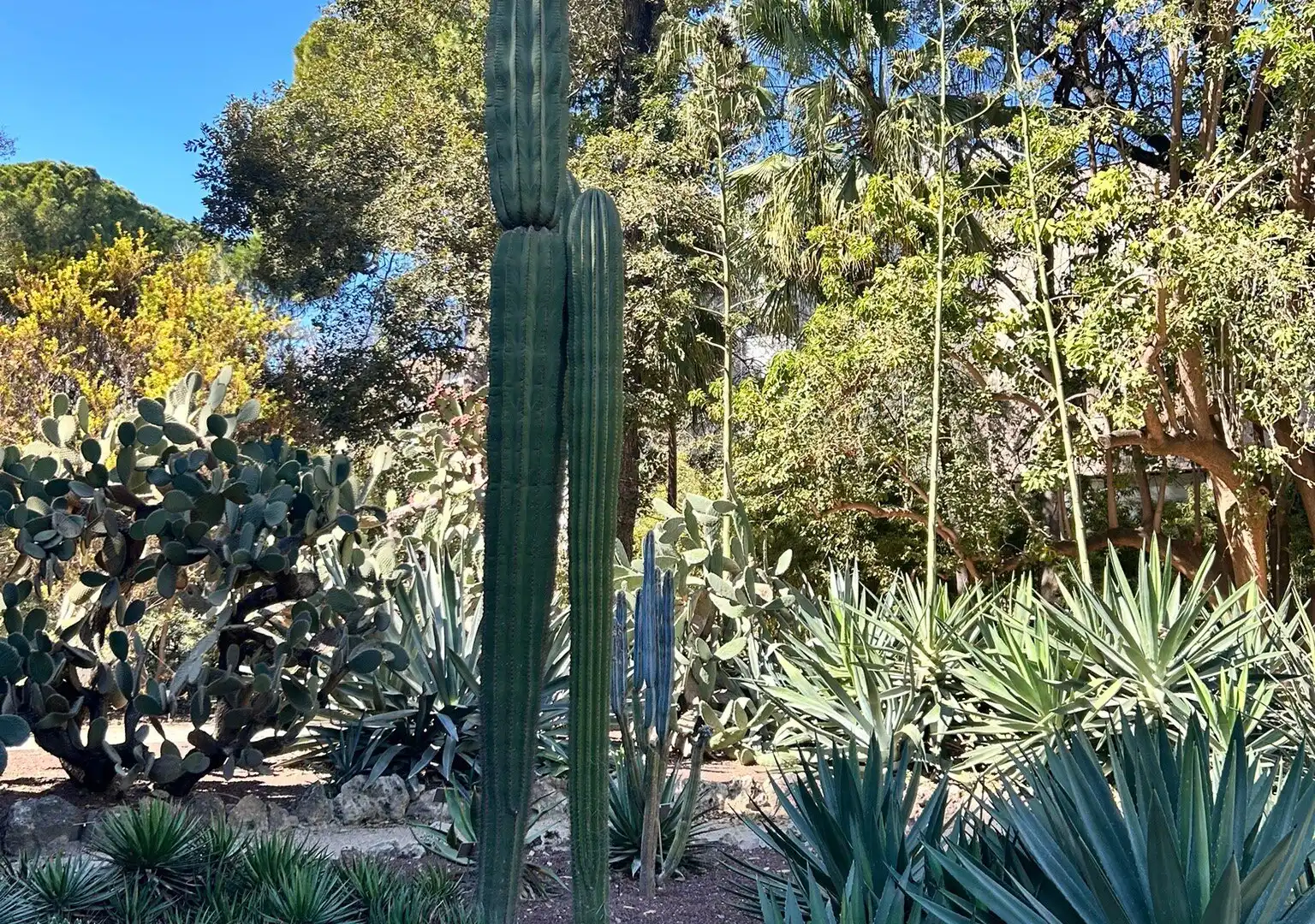 Hoteles cerca de Jardín Botánico