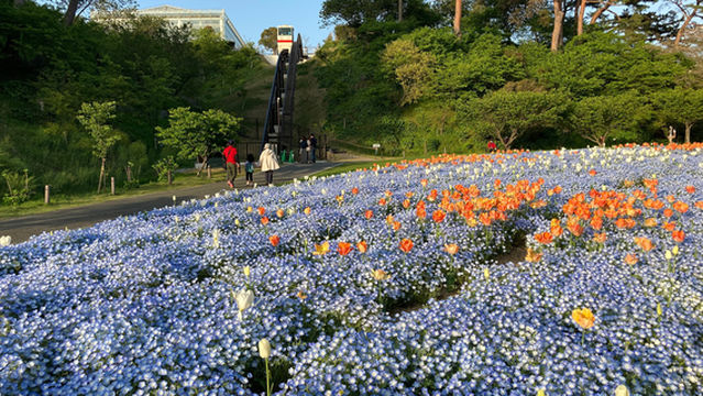 Hamamatsu Flower Park