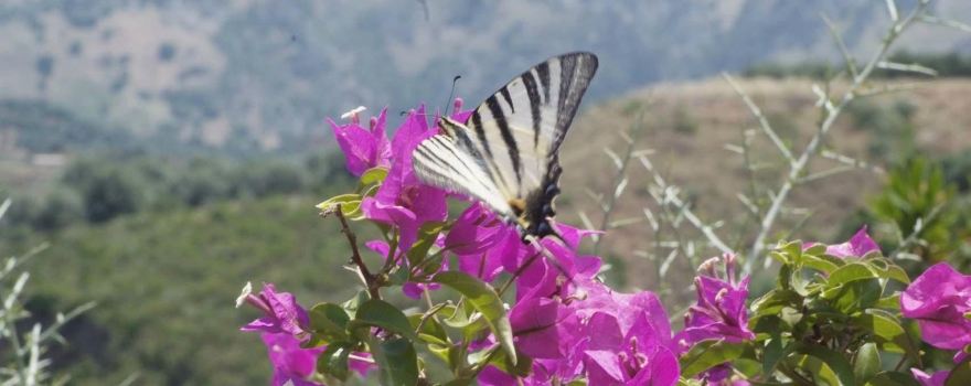 Botanical Park & Gardens Of Crete.