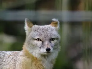 Dierenpark Zie-Zoo