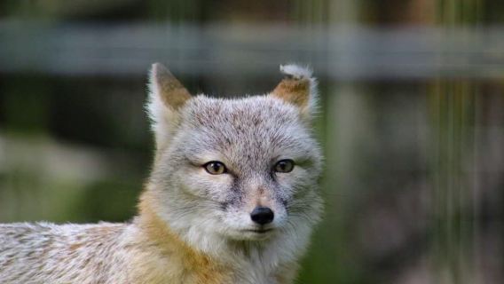 Dierenpark Zie-Zoo