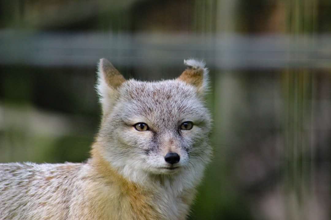 Dierenpark Zie-Zoo