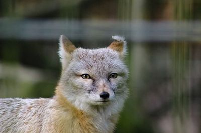 Dierenpark Zie-Zoo