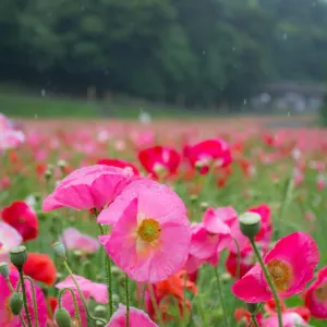 くりはま花の国