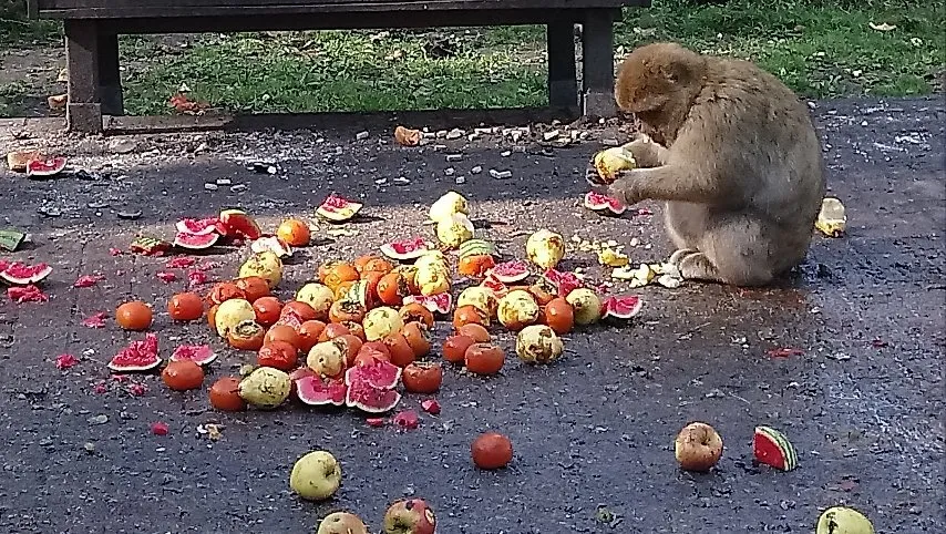 2_Toboggan run and monkey forest Malchow GmbH