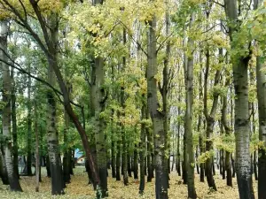 Ayer Park