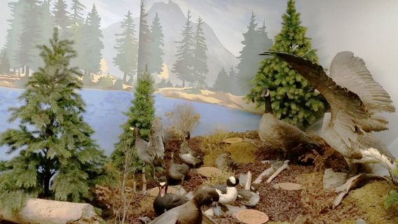 The Den - Jasper's Wildlife Museum