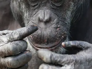 Wales Ape & Monkey Sanctuary