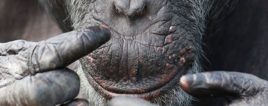 Wales Ape & Monkey Sanctuary