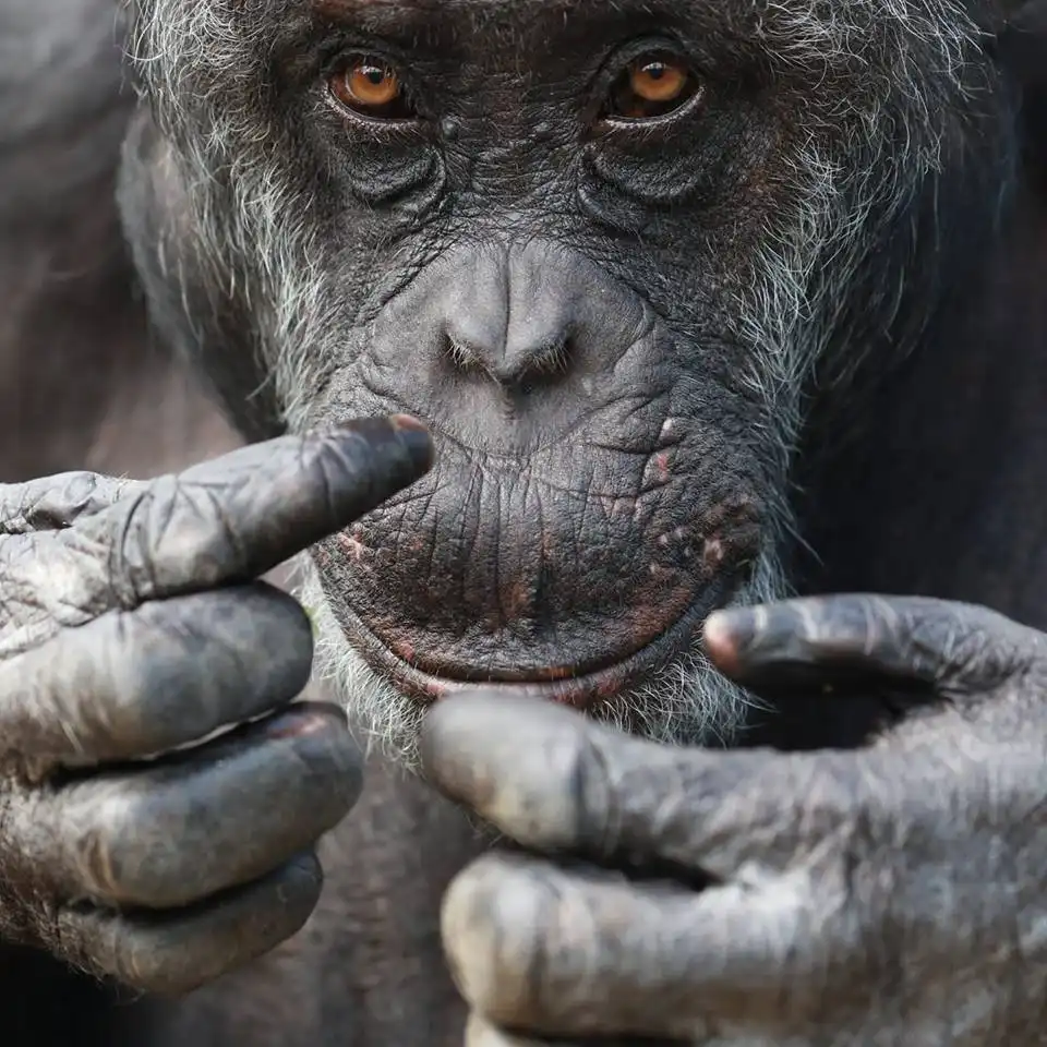 Wales Ape and Monkey Sanctuary 주변 호텔