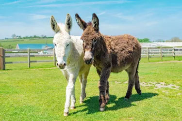 Isle Of Wight Donkey Sanctuary