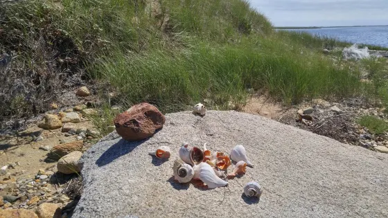 Little Pleasant Bay