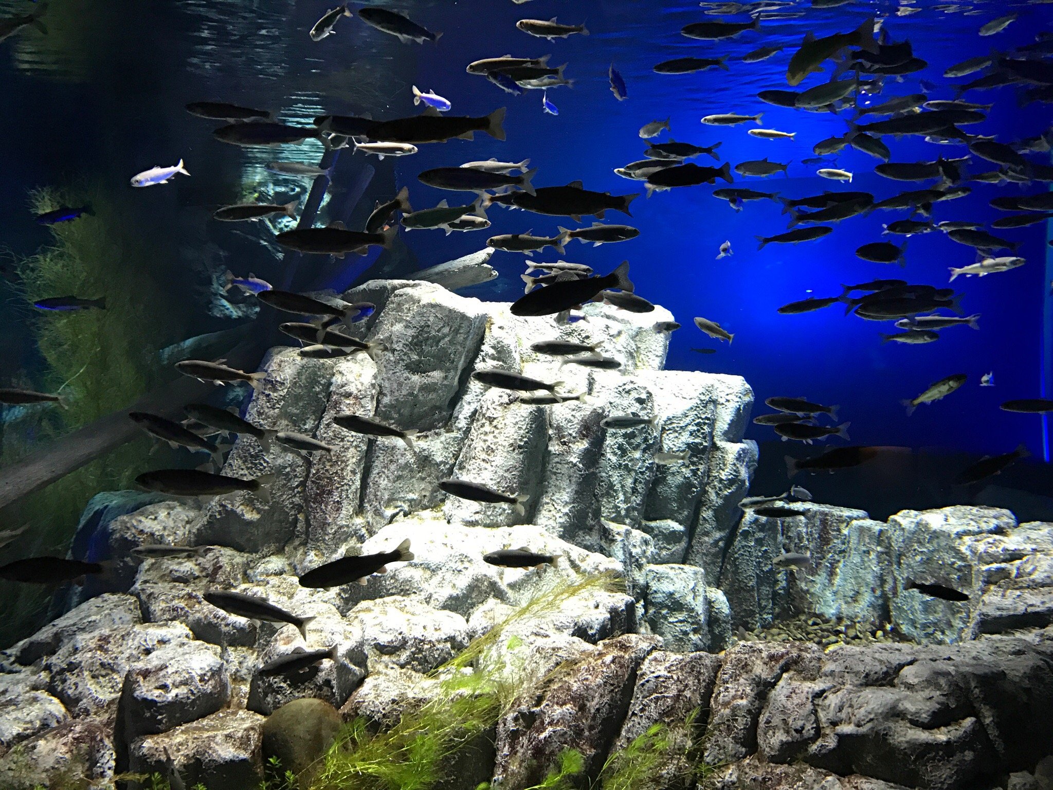 Chitose Salmon Aquarium Admission E-Ticket