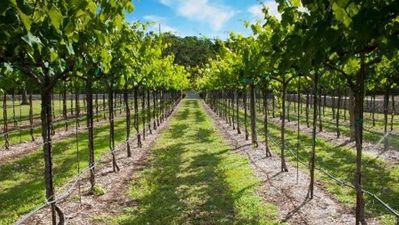 Dry Comal Creek Vineyards