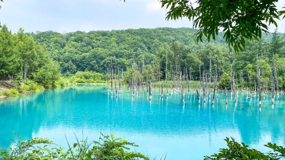 Excursión de un día al Zoológico de Asahiyama, el Estanque Azul, la Terraza de los Duendes del Bosque y la Cascada Shirahige en Hokkaido, Japón