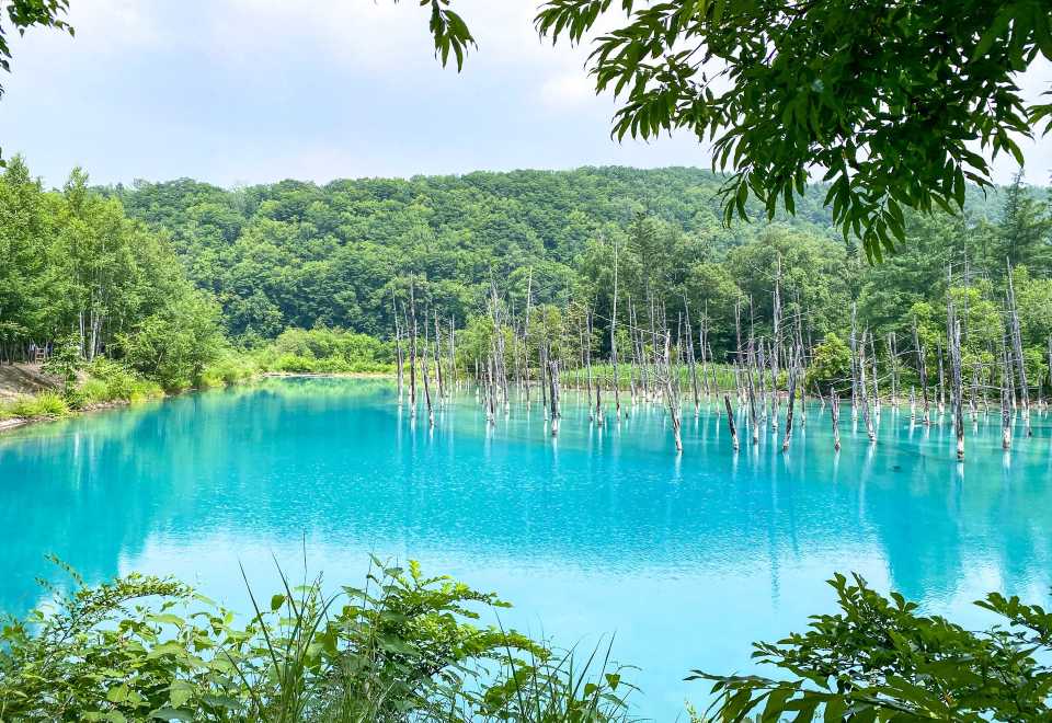 Hokkaido Asahiyama Zoo + Shirogane Blue Pond (Aoiike) + Shirahige