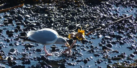The Uig Pottery