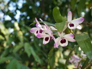 Jardim Botanico Plantarum