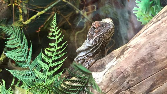 ザ・ナショナル・レプタイル動物園