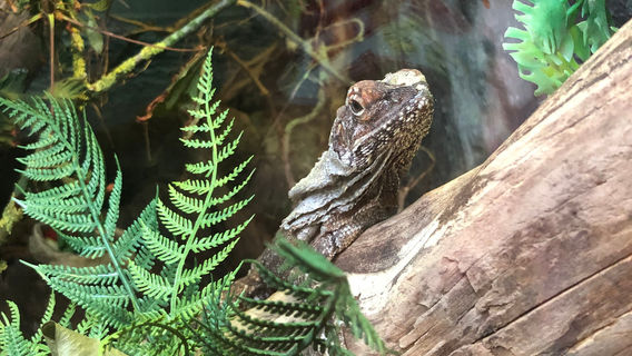 The National Reptile Zoo