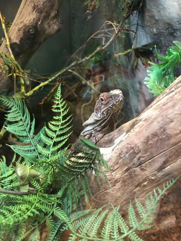 The National Reptile Zoo