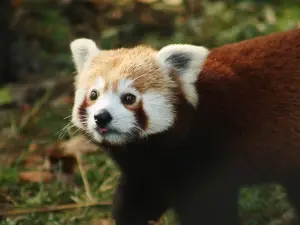 Park Zoo Reynou