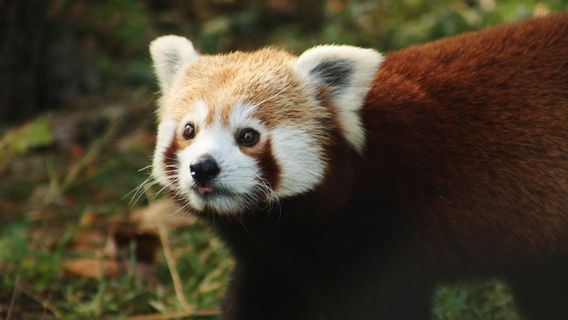 Park Zoo Reynou