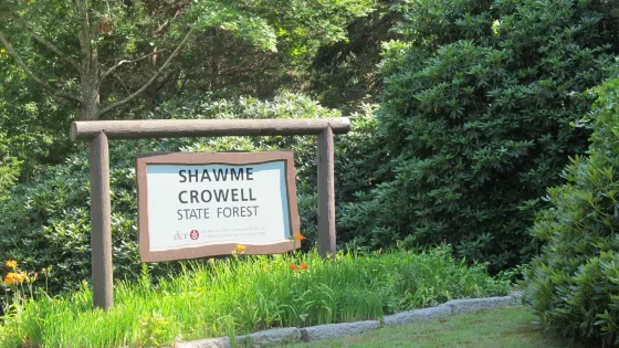 Shawme-Crowell State Forest