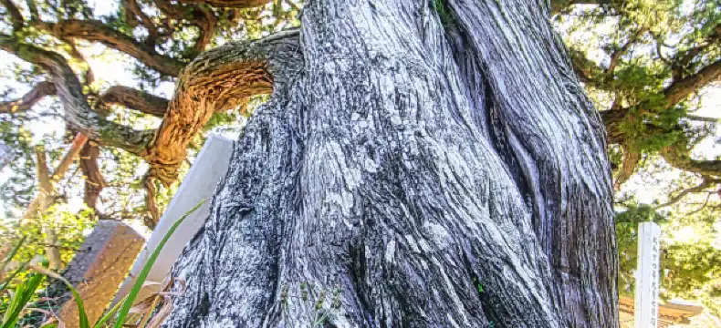 TKP Properties in Yugawara