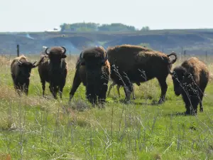 Prairie Heritage Center