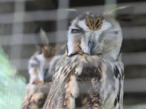 La Marina Wildlife Rescue Center