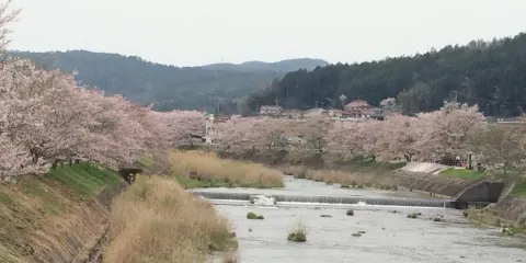美波羅川 千本桜