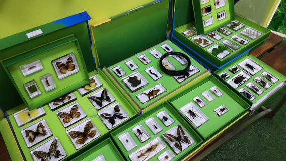 Butterfly House Varna