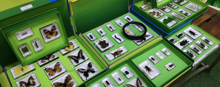 Butterfly House Varna