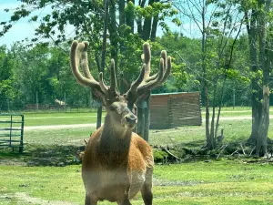 Aikman Wildlife Adventure