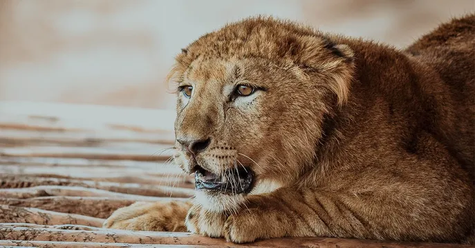 3_National Zoo Rabat Morocco