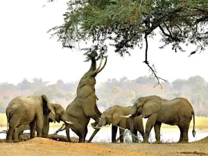 Bwindi National Park