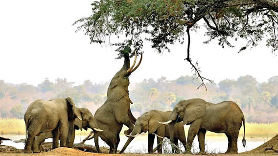 Bwindi National Park